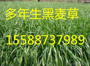 雙鴨山紫花苜蓿 品種、產量、價格與廠家信息全解析