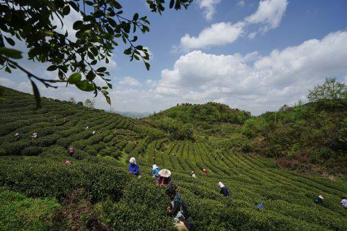 貴陽市上半年農林牧漁業增長勢頭強勁，總產值達133.20億元，同比增長8.8%