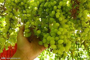 農林牧漁行業2018年度策略報告 品種換代利好大型種企，生豬養殖有望繼續盈利