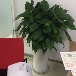 龍潭寺寫字樓花卉植物租賃 打造綠色辦公空間的智慧選擇