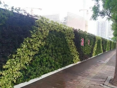 廣州成茂園林綠化 專業植物租賃與養護，打造綠色辦公空間