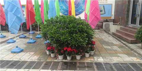 綠意煥新校園，盆栽租賃扮靚校園一角